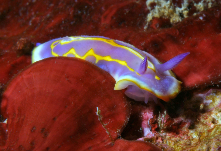 Chromodoris britoi